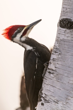 Pileated Woodpecker (dryocopus pileatus)